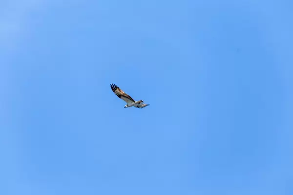 Ein großer Vogel fliegt davon, mit blauem Himmel im Hintergrund