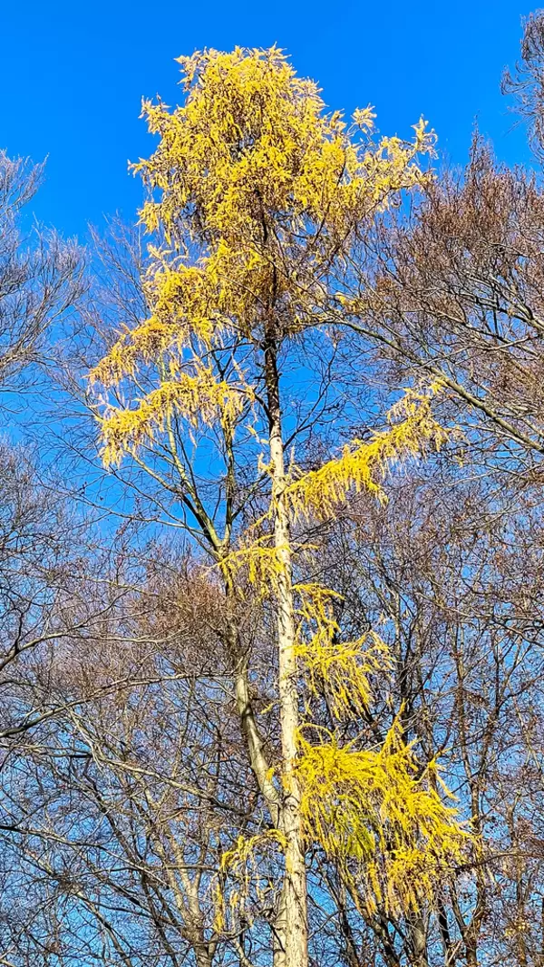 Ein hoher Baum mit gelben Blättern mit dem blauen Himmel im Hintergrund im Dezember in Köln