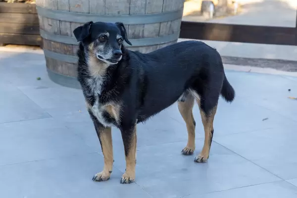 Ein Hund bei Villa Vegana, hundefreundlichem Hotel und Restaurant in Selva, Mallorca, Spanien