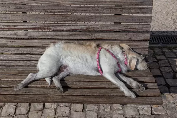 Ein Hund schläft auf einer Bank aus Holz