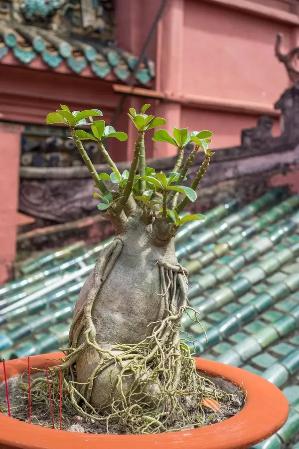 Ein junger Bonsai in einem Topf in einem lokalen Pagoda Tempel in Ho Chi Minh City