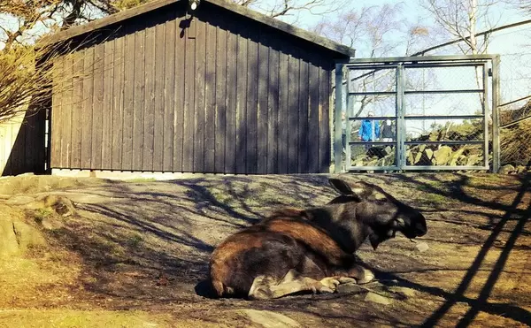 Ein junger Elch im Gehege