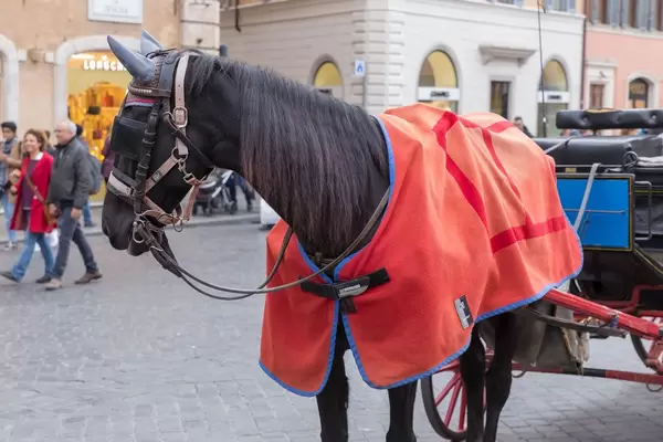 Ein Kutschenpferd mit einer roten Decke in Rom