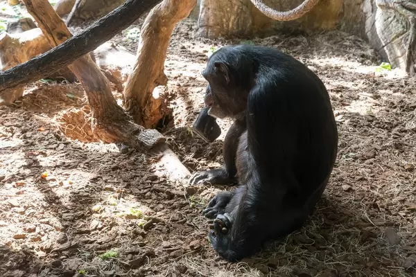 Ein Schimpanse im Lincoln Park Zoo in Chicago