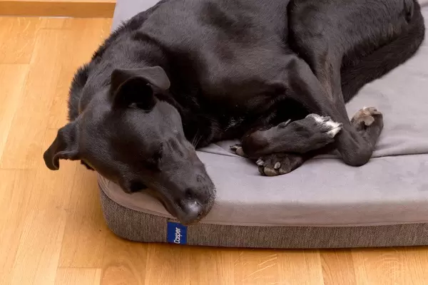Ein schlafender schwarzer Labrador auf einem Casper Kissen