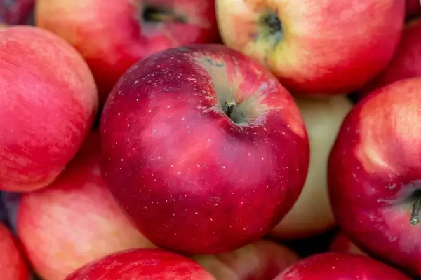Ein schöner roter Apfel zwischen anderen Äpfeln in der Nahaufnahme