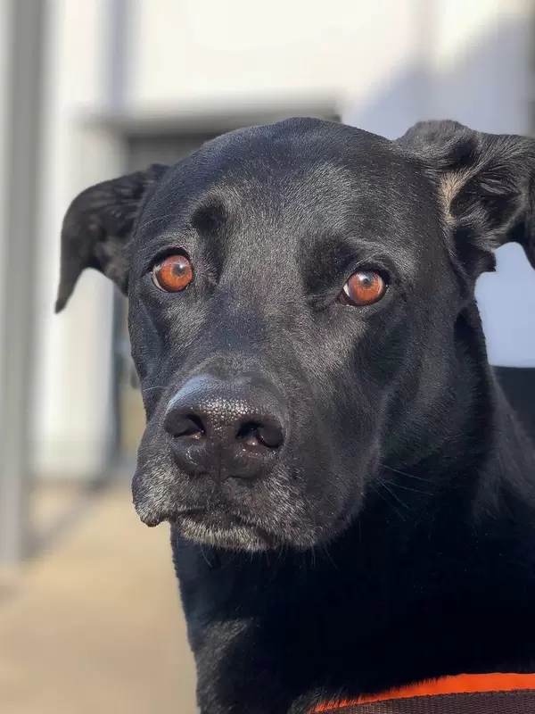Ein schwarzer Labrador mit umgeknicktem Ohr schaut fragend in die Kamera