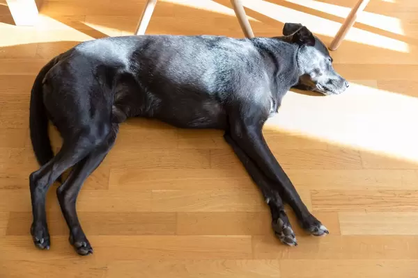 Ein schwarzer Labrador schläft in den Sonnestrahlen auf einem Parkettboden