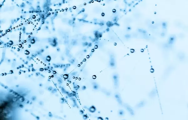 Ein Spinnenetz mit Wassertropfen - Nahaufnahme