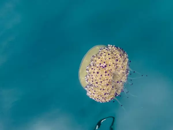 Eine gepunktete Qualle vor der nahezu unbewohnten Insel Kyra Panagia (Meeres-Nationalpark Alonnisos)