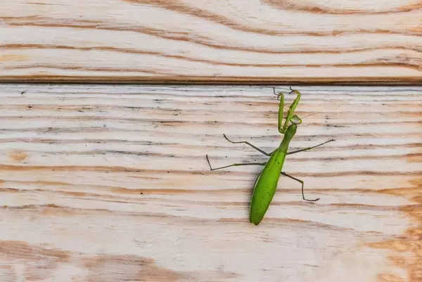 Eine grüne Gottesanbeterin auf hölzernem Hintergrund
