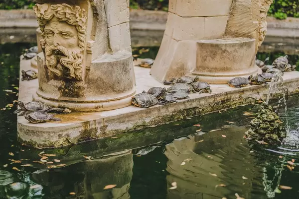 Eine Gruppe Wasserschildkröten an einem Brunnen