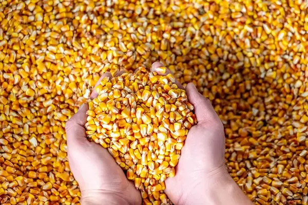 Eine handvoll Maiskörner