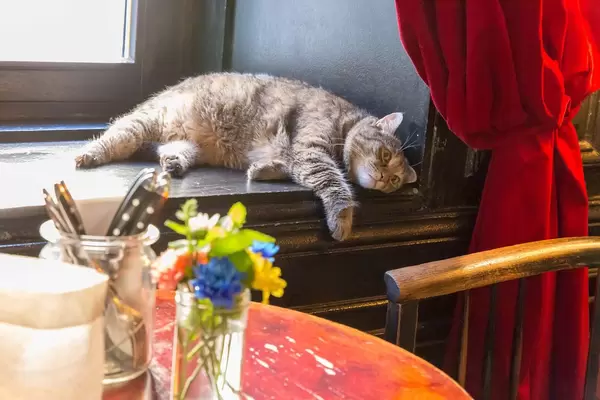 Eine Katze im Das Augustin in Wien