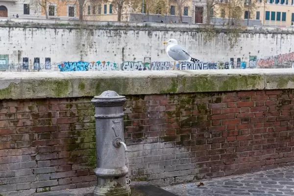 Eine kleine Möwe auf einem Vorsprung in Rom