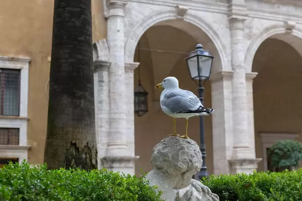 Eine kleine Möwe sitzt auf einer Statue am Palazzo di Venezia in Rom