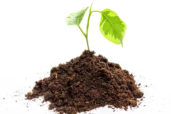 Pflanze wächst aus der Erde - Naturkreislauf