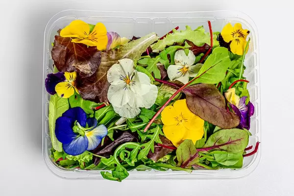 Eine Mischung aus verschiedenen Salatblättern und essbaren Blüten in einer Plastikbox