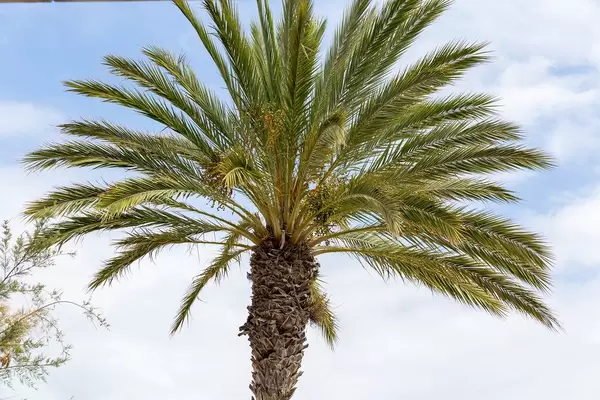 Eine Palme mit dem Himmel im Hintergrund auf Mallorca