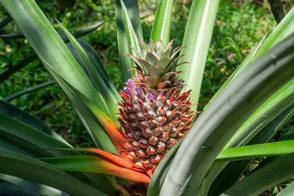 Eine reife Ananas auf einer Ananaspflanze in der Sonne auf einer Plantage im Mekong Delta, Vietnam
