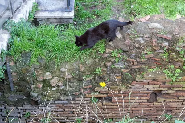 Eine schwarze Katze auf der Jagd nach Mäusen in den Largo di Torre Argentina Ruinen