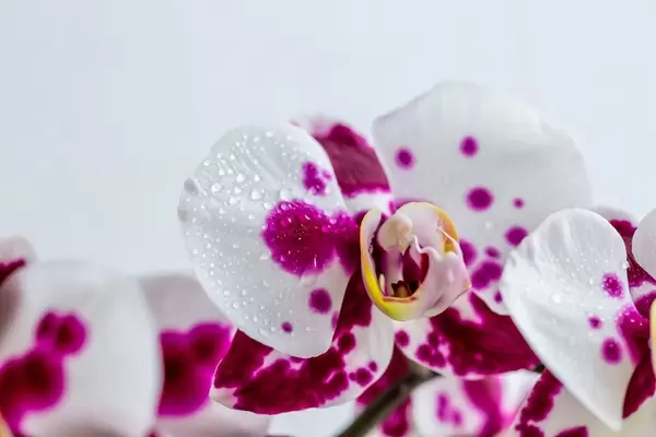 Eine weiße Orchidee mit violetten Punkten