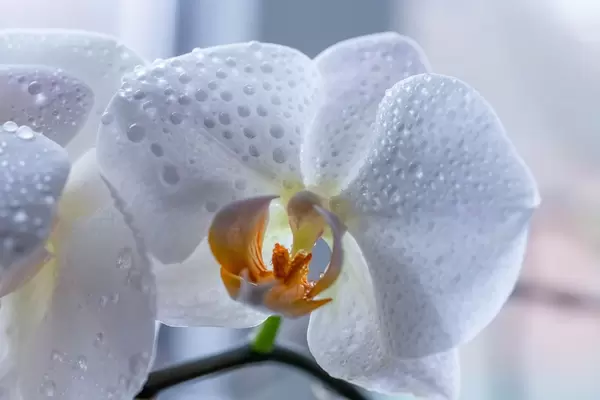 Eine weiße Orchideen Blüte mit Wassertropfen