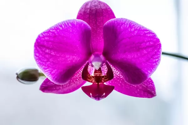 Eine wunderschöne violete Phalaenopsis Orchideen Blüte