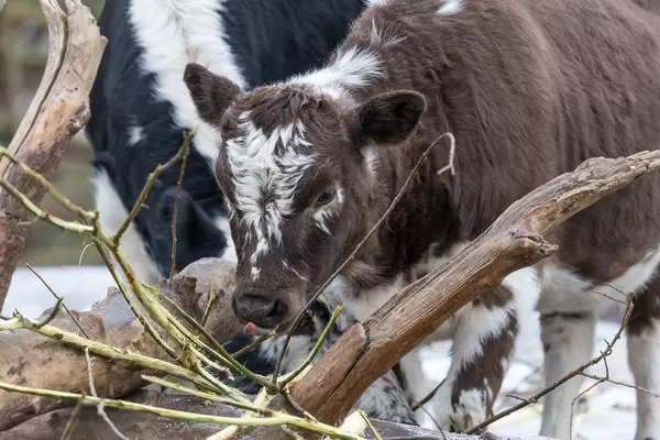 Einheimisches Kalb Schwedens