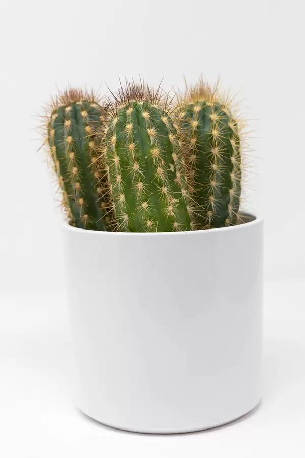 Einige kleine Kakteen mit Dornen in einem weißen Topf vor weißem Hintergrund