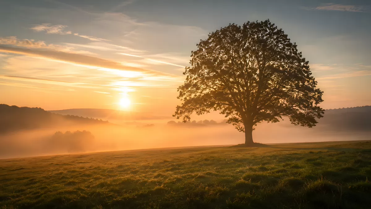 Einsamer Baum im Morgennebel bei Sonnenaufgang