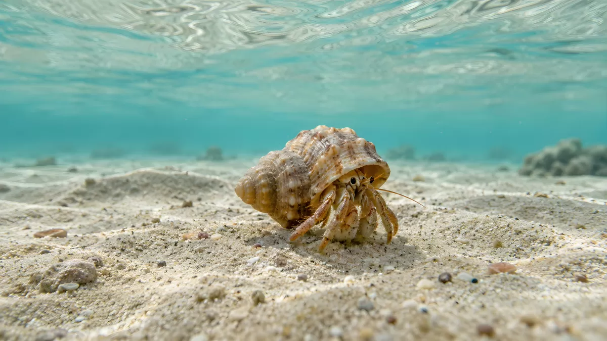 Einsiedlerkrebs auf Sandboden unter Wasser