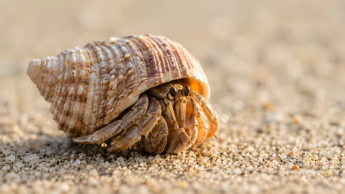 Einsiedlerkrebs krabbelt über feinen Sandstrand