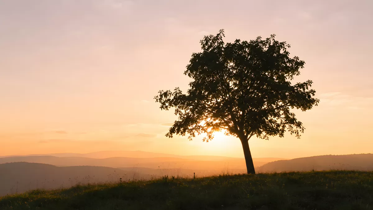 Einzelner Baum im goldenen Sonnenuntergang auf Hügel