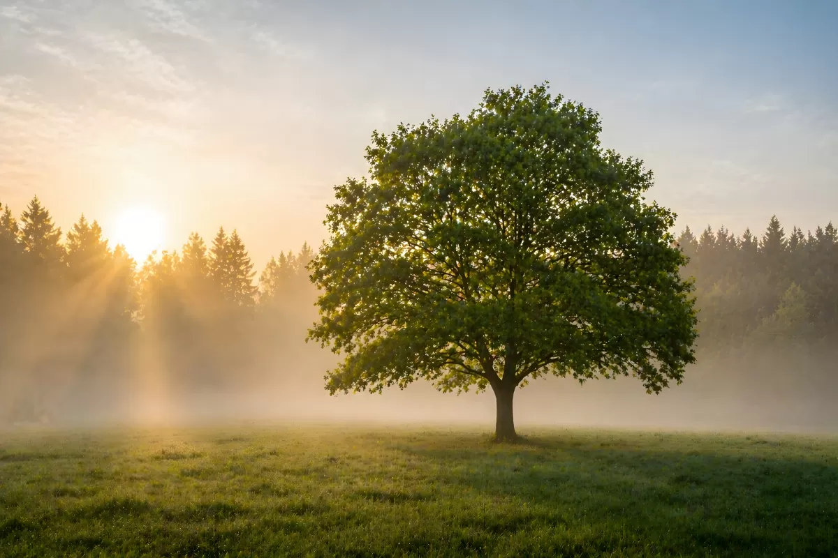 Einzelner Baum im Morgennebel beim Sonnenaufgang