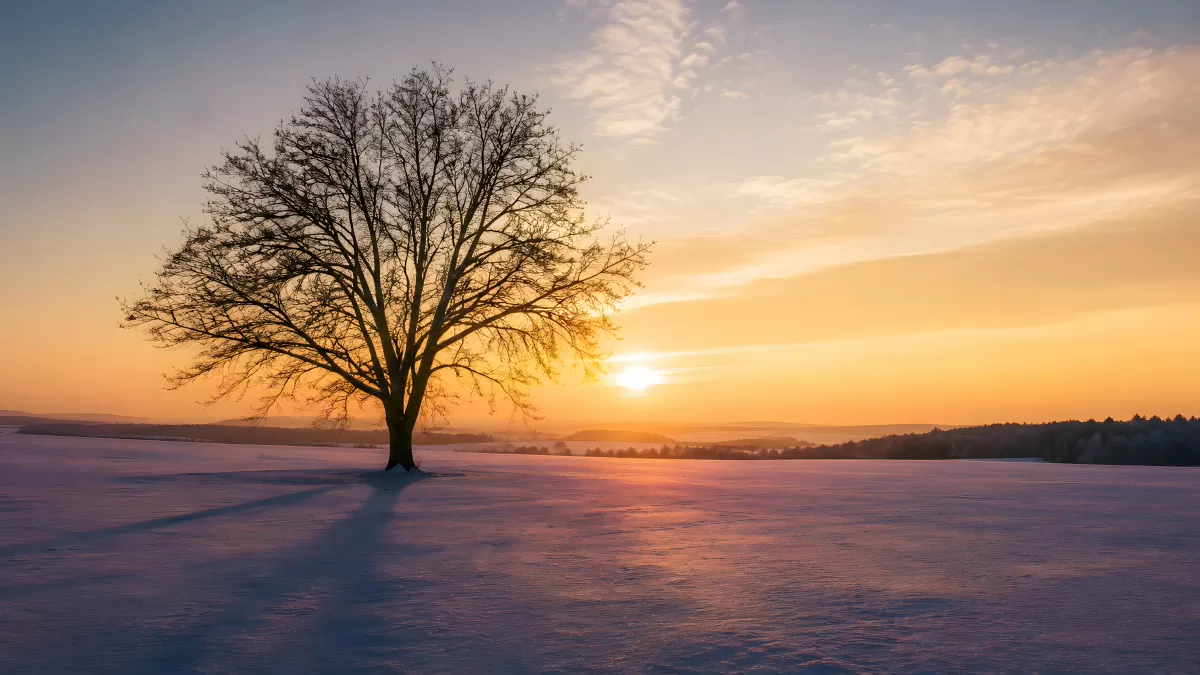 Einzelner Baum im Schnee bei goldenem Sonnenuntergang