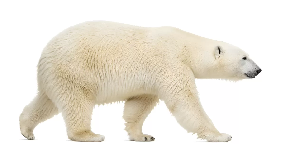 Eisbär läuft im Seitenprofil vor weißem Hintergrund