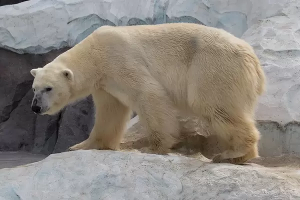 Eisbär im Zoo Ueno, Tokyo