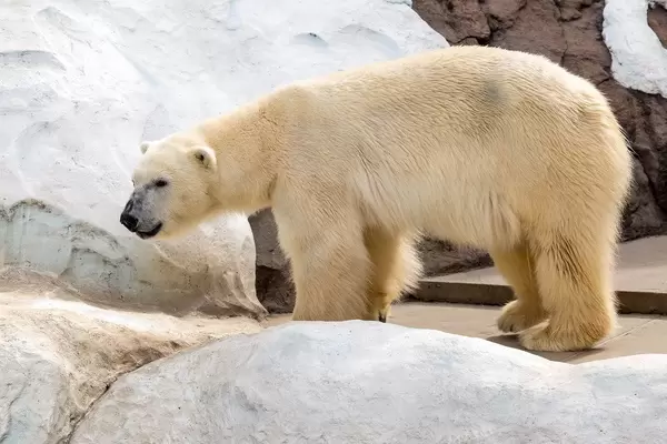Eisbär