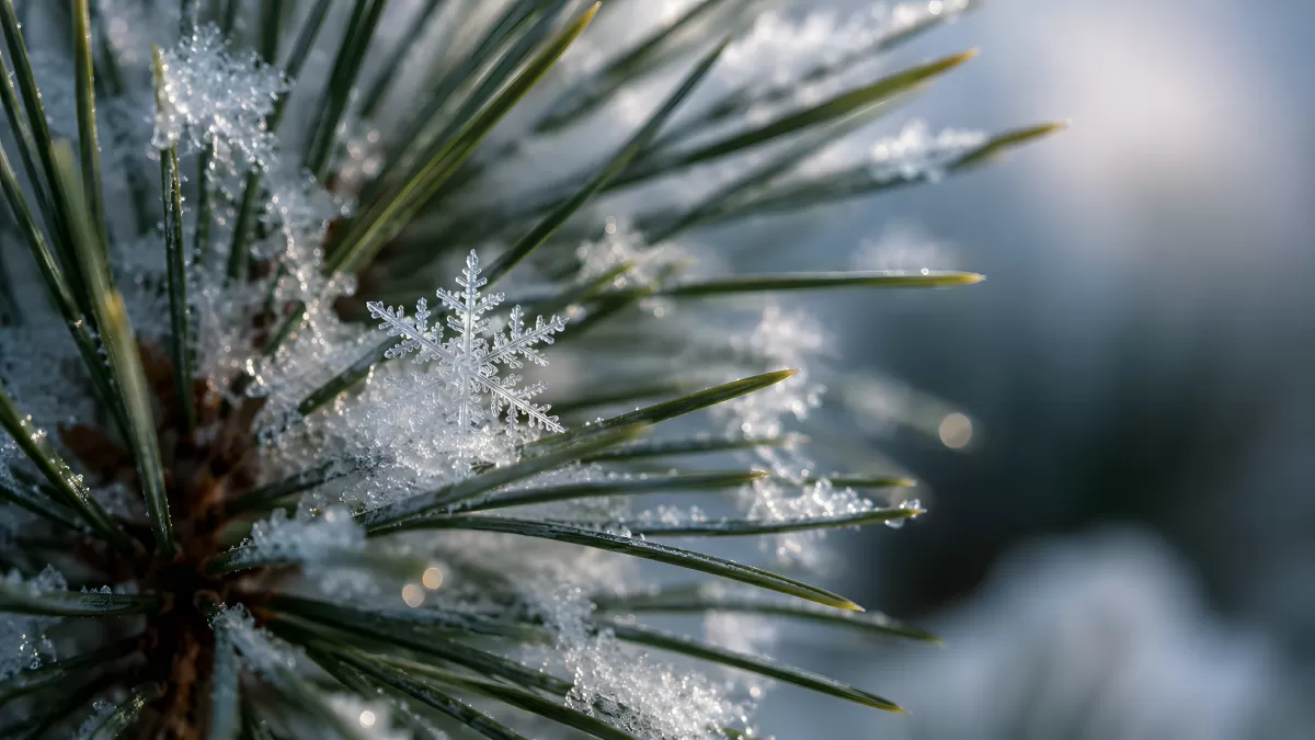 Eiskristall auf Kiefernnadeln im Winterfrost