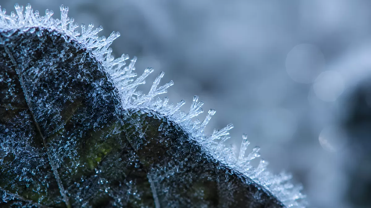 Eiskristalle auf einem Blatt im Winterfrost