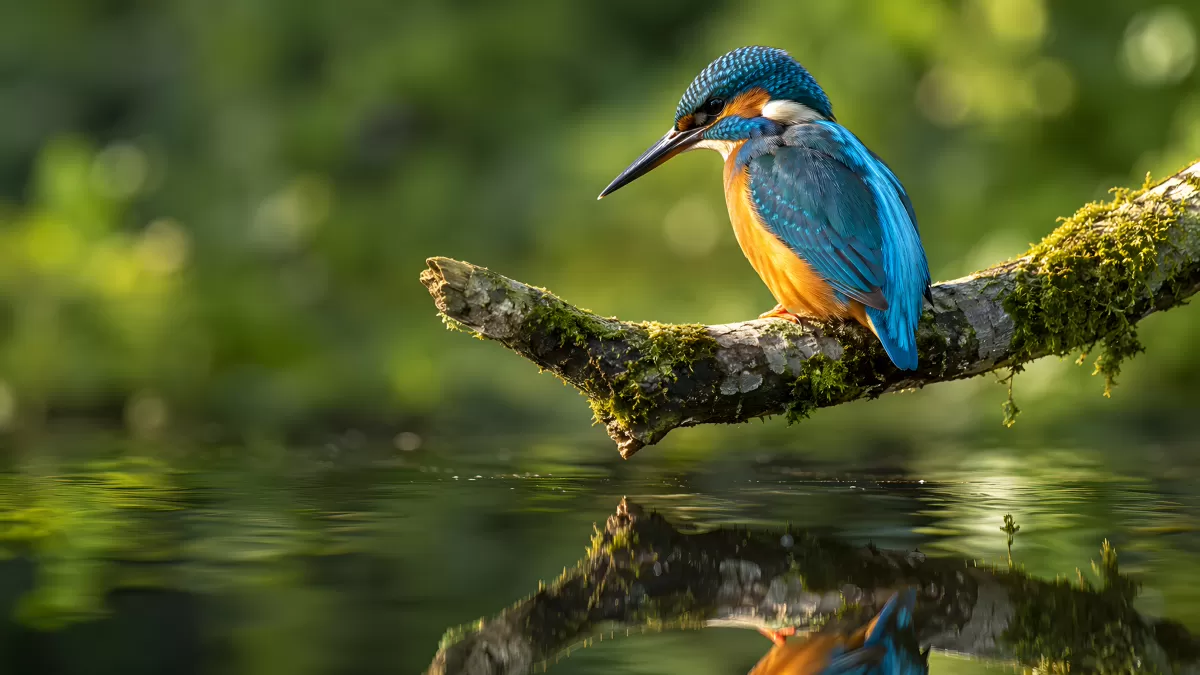 Eisvogel sitzt auf moosigem Ast über dem Wasser