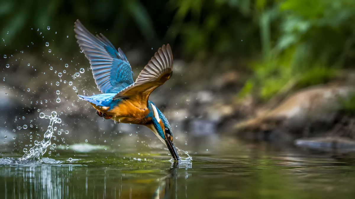 Eisvogel taucht aus Wasser auf beim Fischfang