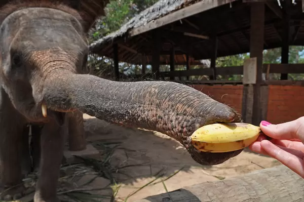 Elefant auf Koh Samui Thailand