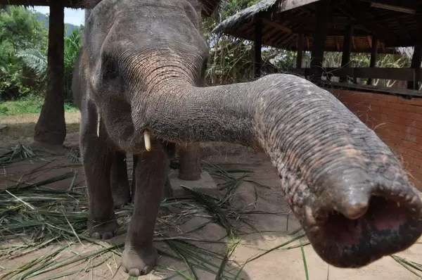 Elefant greift mit dem Rüssel nach der Kamera