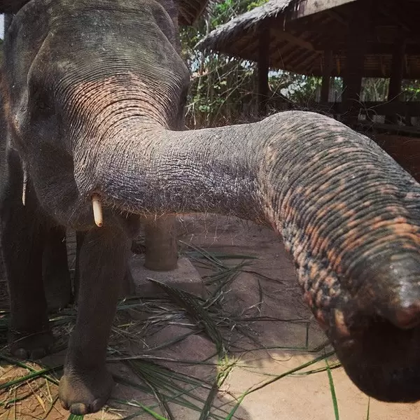 Elefant in Thailand #kohsamui #thailand #elephants