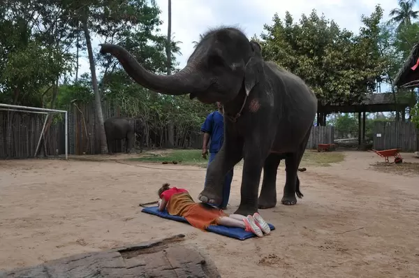 Elefant massiert eine Touristin