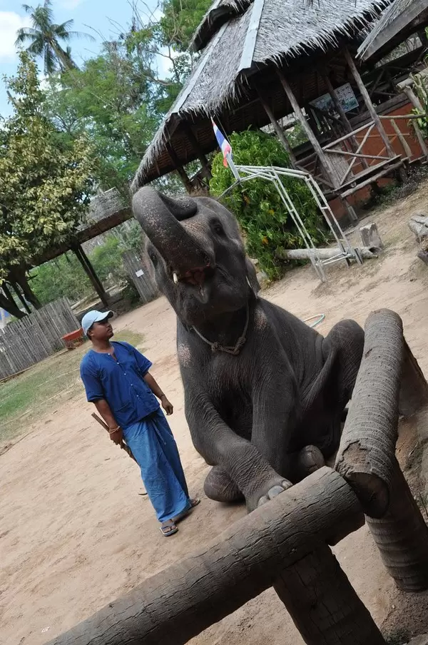 Elefant und sein Trainer
