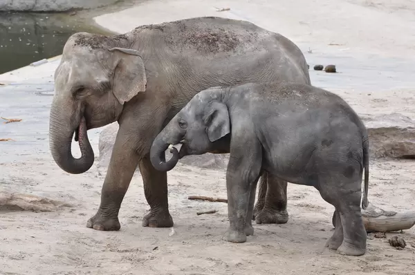 Elefanten im Kölner Zoo
