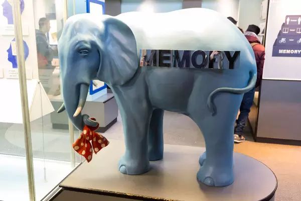 Elefantengedächtnis: Elefant mit Knoten